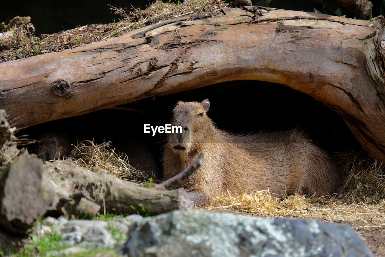 Capybara under a tree trunk