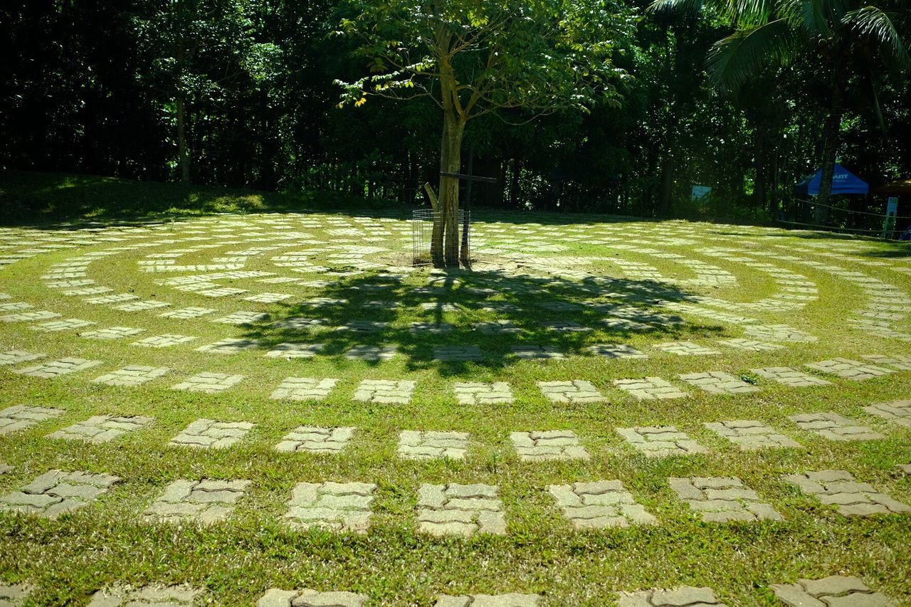 TREES ON GRASS IN PARK