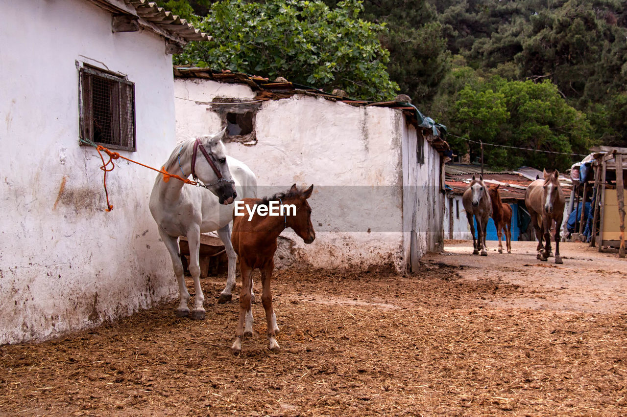 Horse and foal standing against barn in village