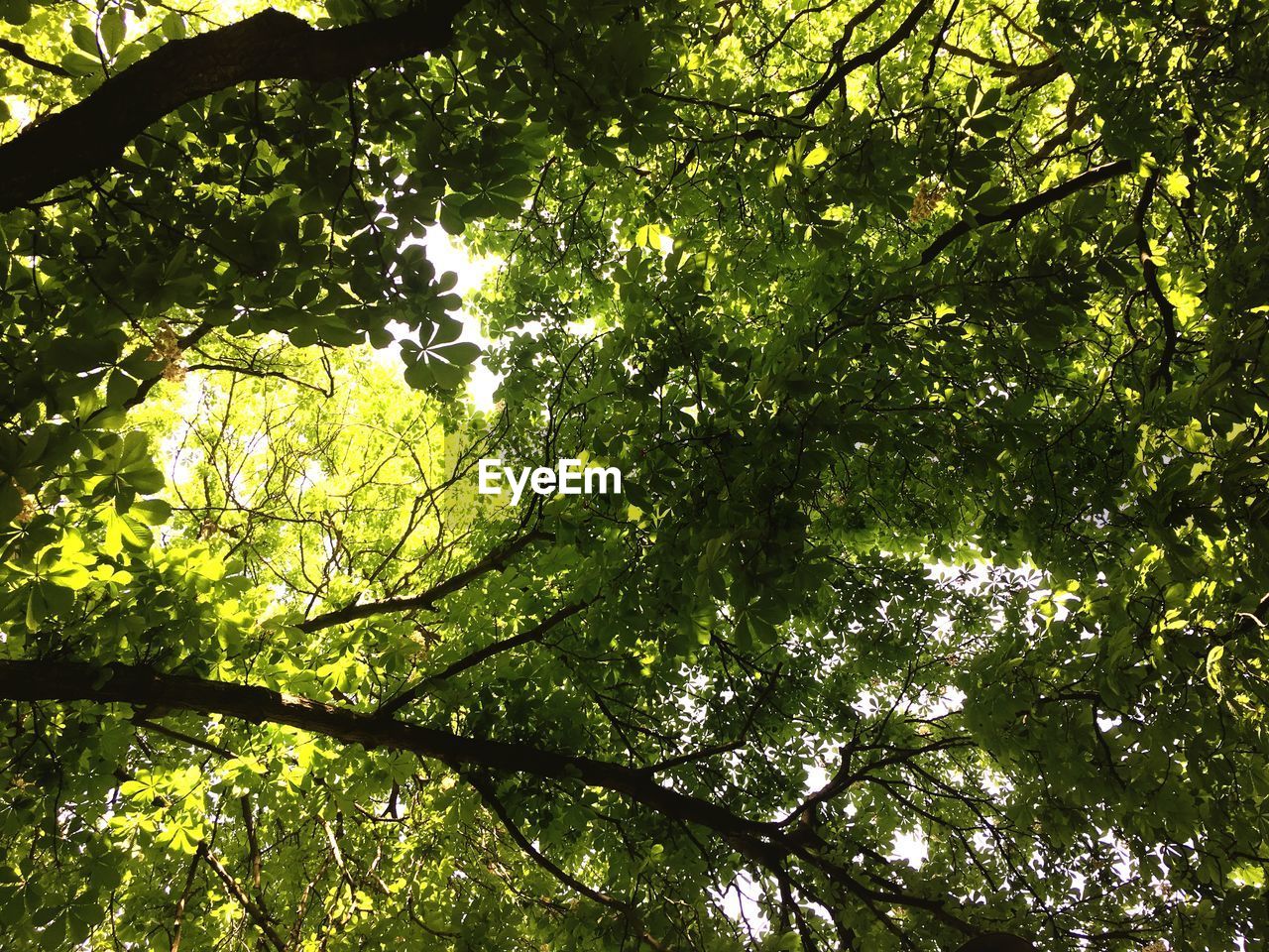 LOW ANGLE VIEW OF TREE IN FOREST