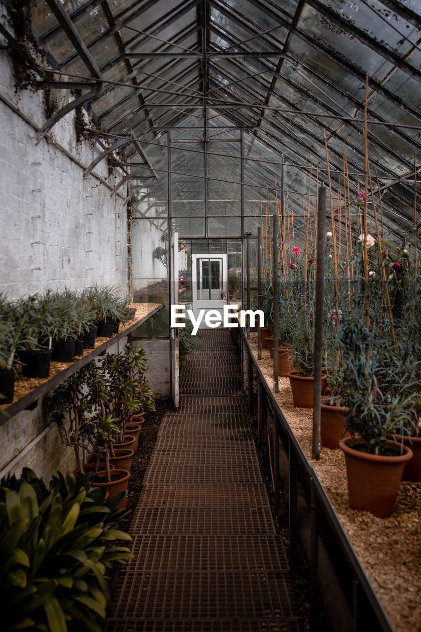 View of potted plants in greenhouse