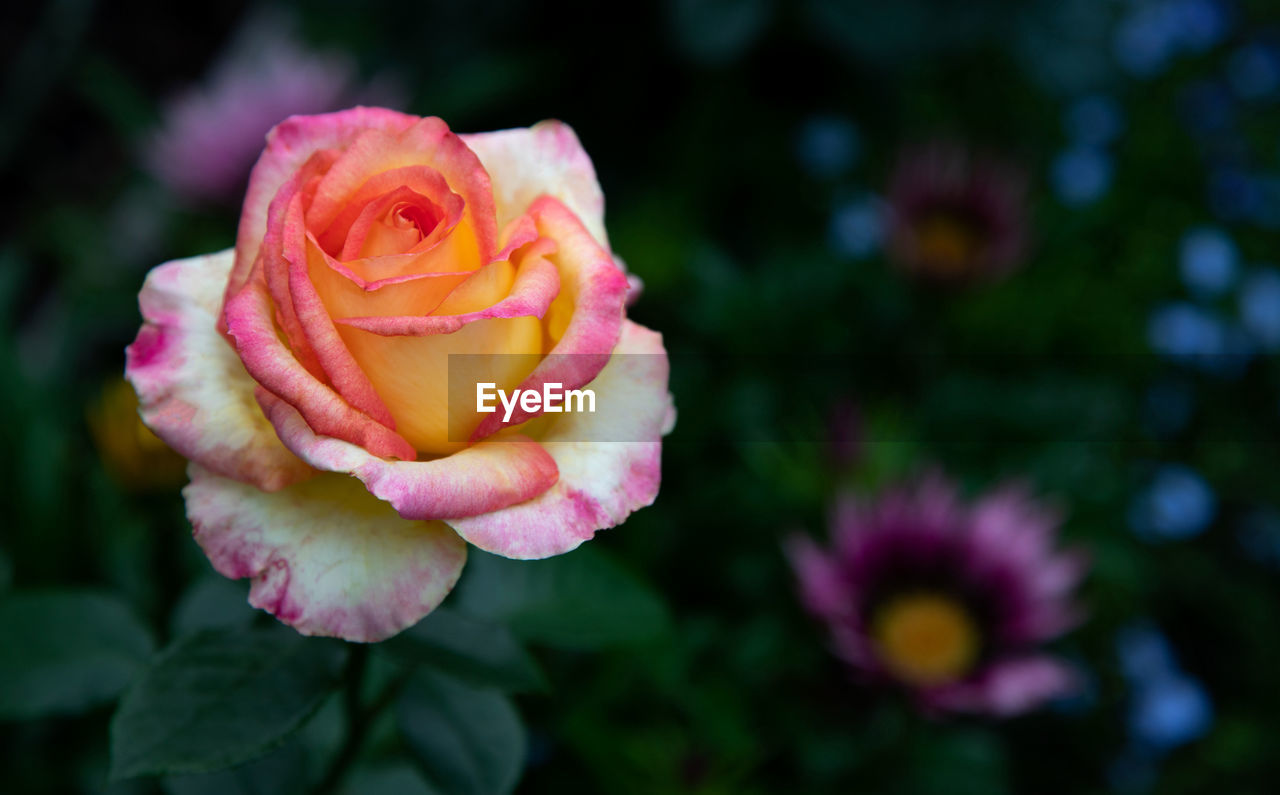 Rose of pastel orange-pink tones on a dark green background of flowers. photo for your postcard