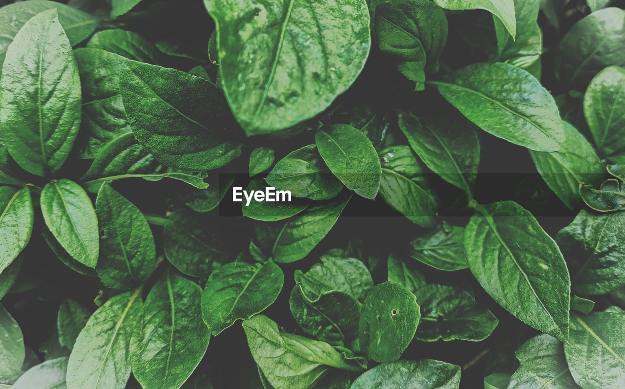 Full frame shot of fresh green leaves