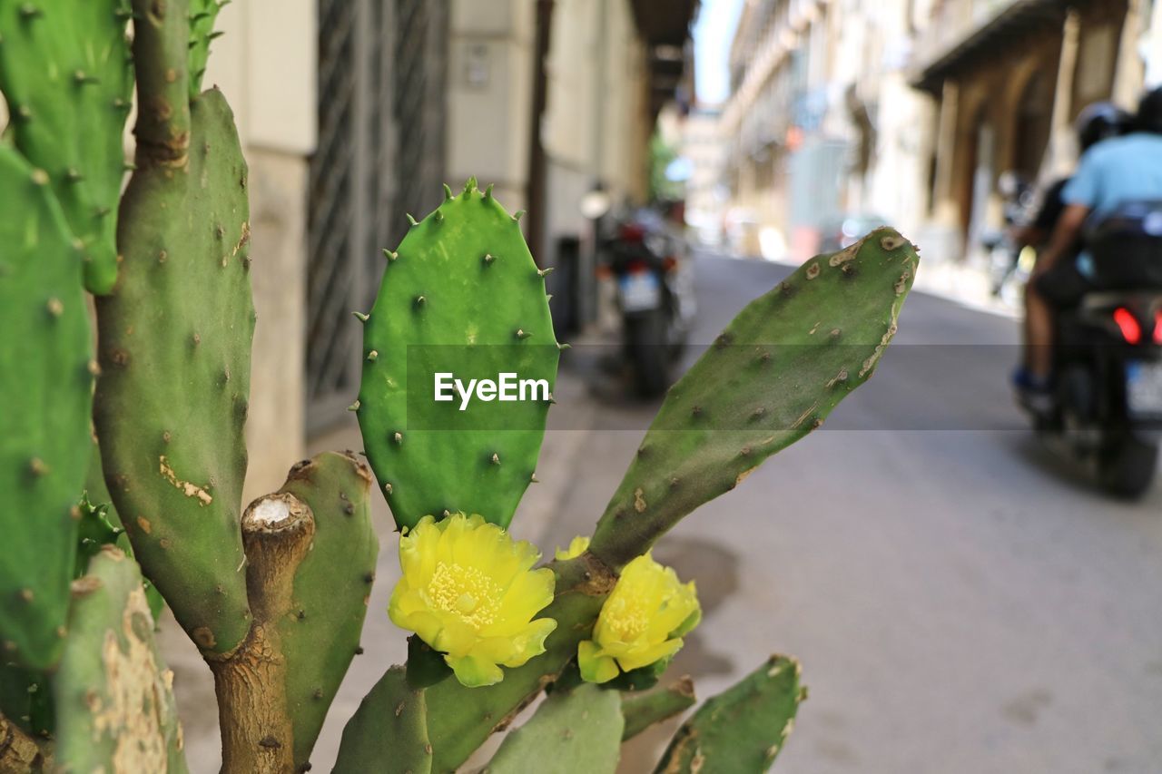 CLOSE-UP OF SUCCULENT PLANT ON ROAD