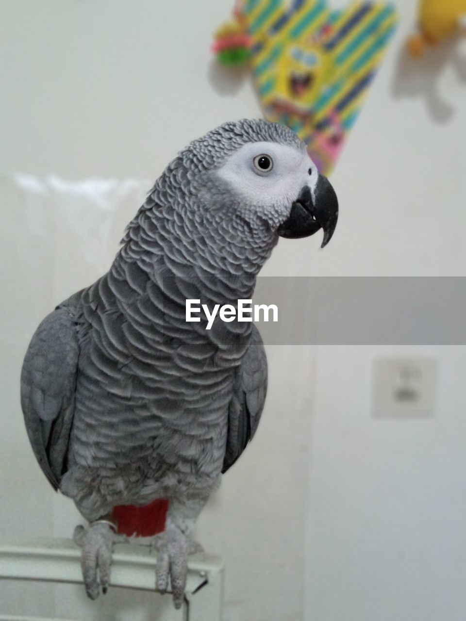 CLOSE-UP OF A PARROT PERCHING