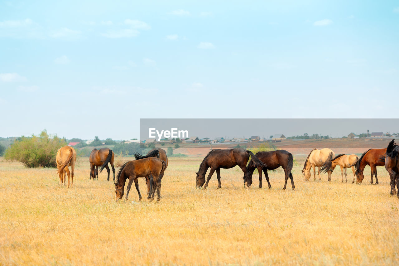 Herd of horses with foals graze in meadow. countryside landscape of horses eat grass 