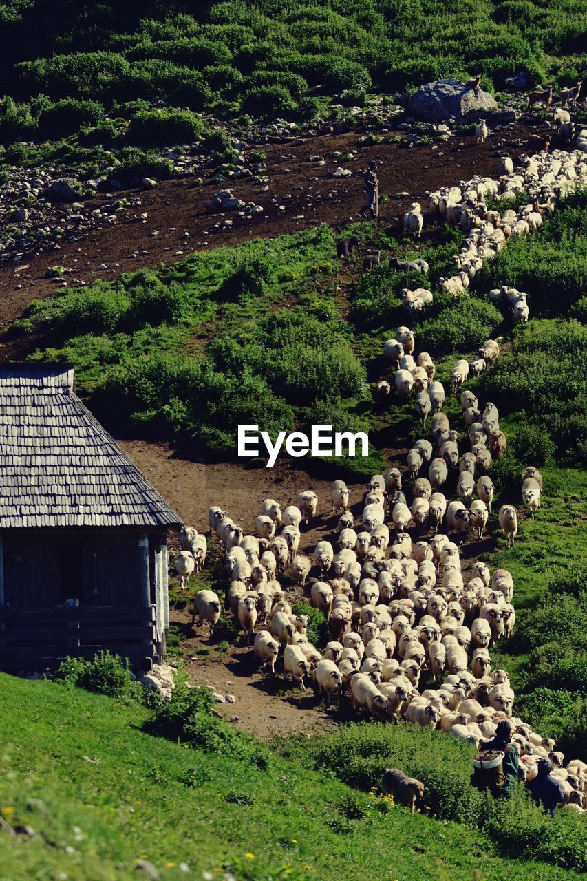 High angle view of flock of sheep by shack on land