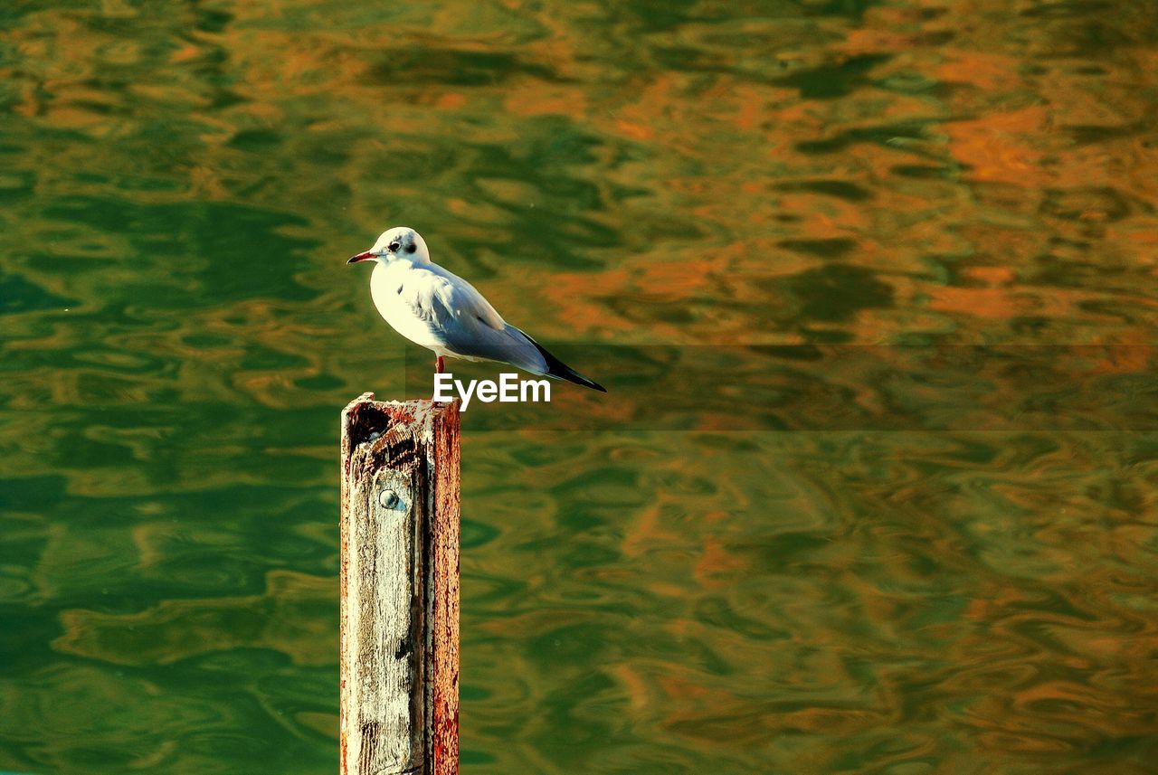 SIDE VIEW OF SEAGULL PERCHING ON WOODEN POST