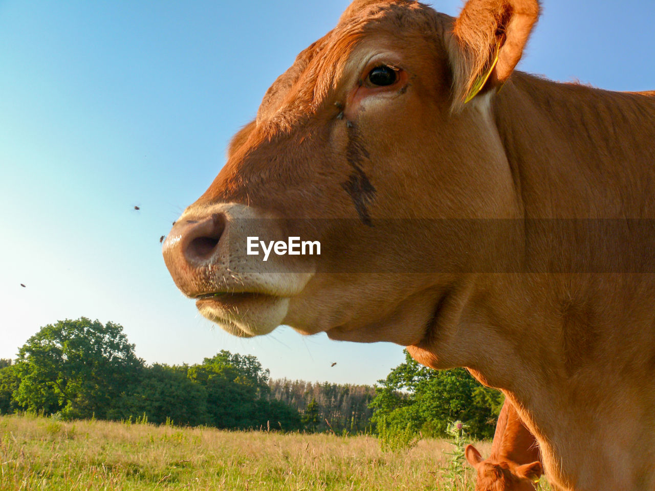 Cow in a field