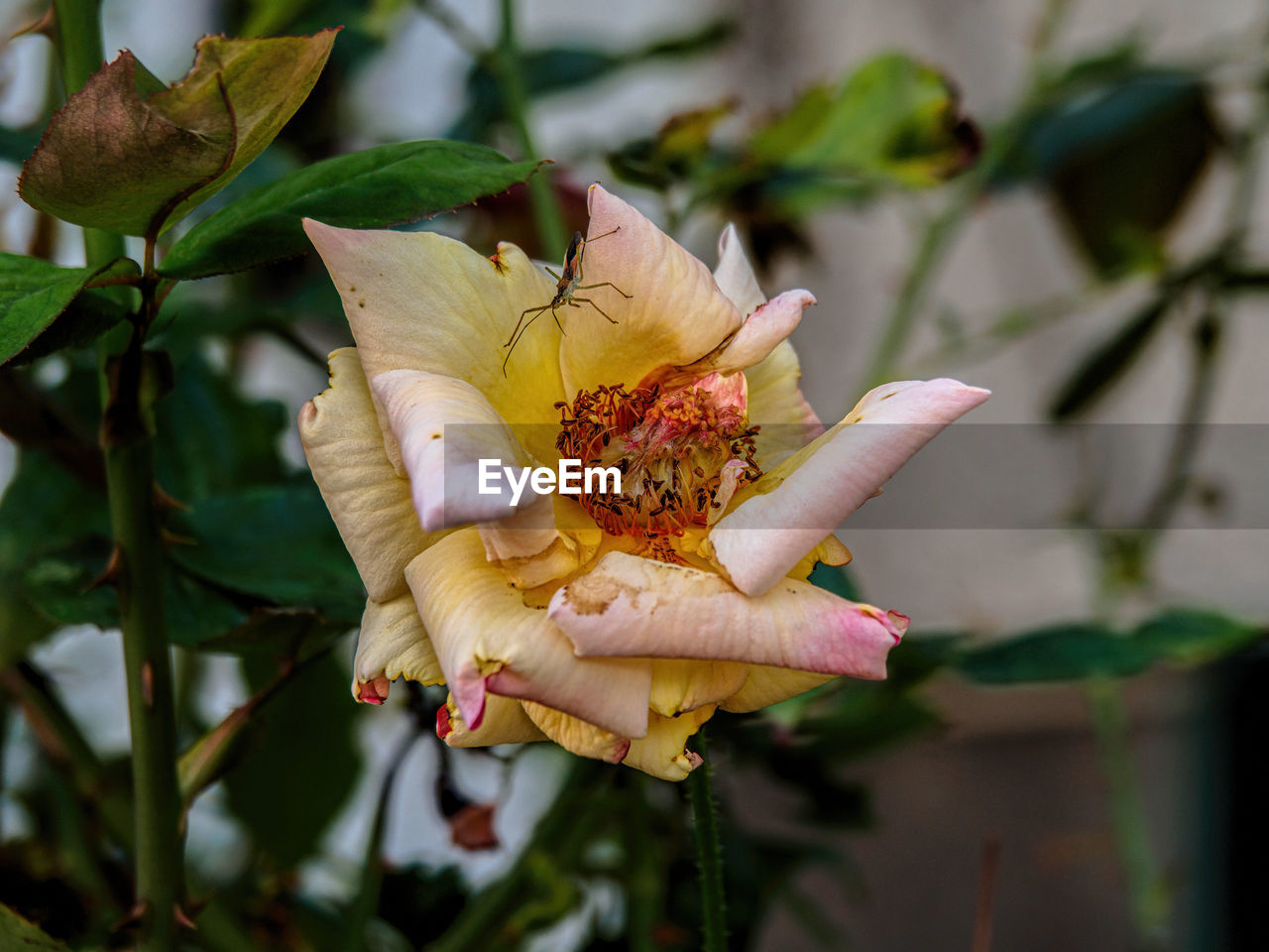 CLOSE-UP OF WILTED PLANT