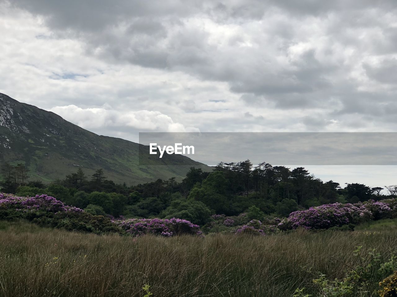 SCENIC VIEW OF FIELD AND MOUNTAINS AGAINST SKY