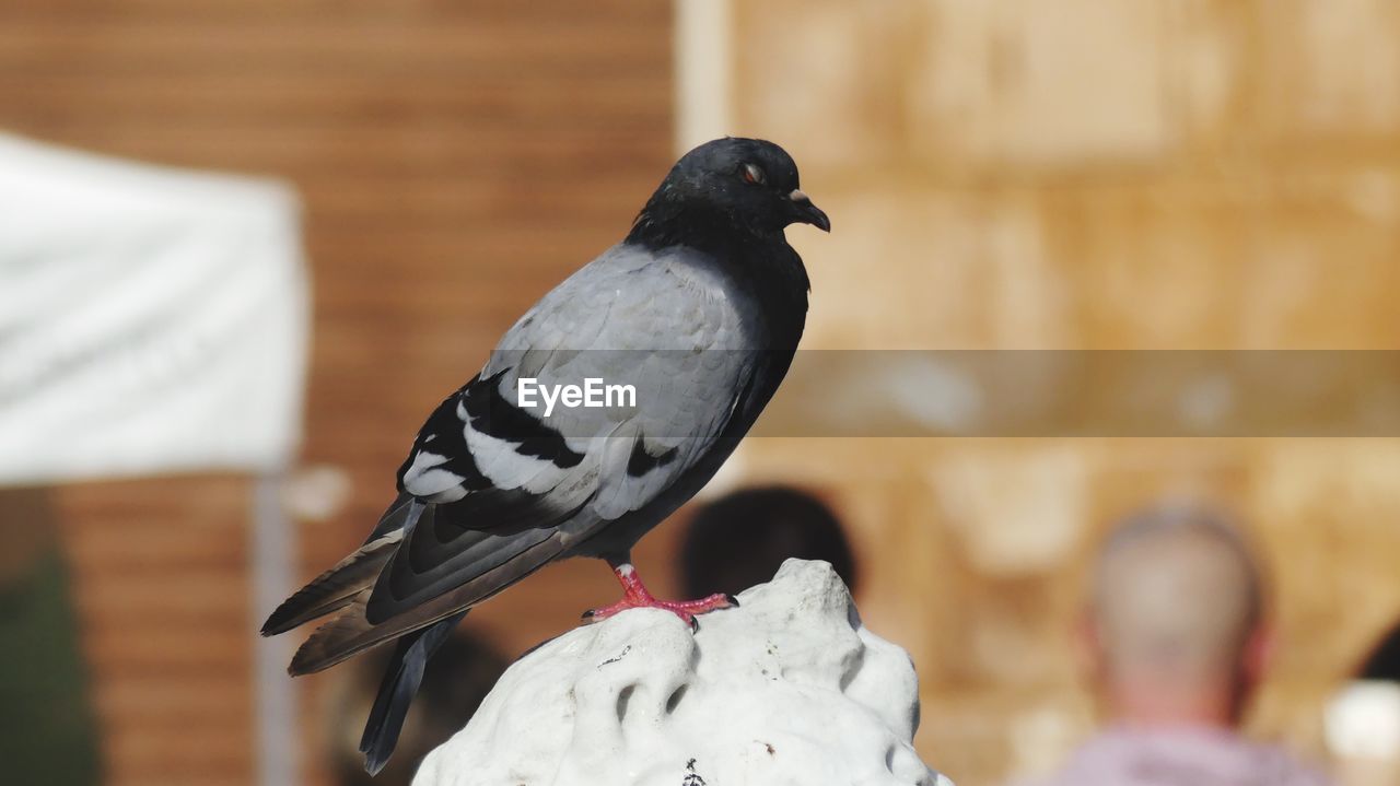 CLOSE-UP OF BIRD PERCHING ON WOOD