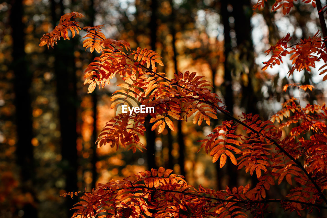 Close-up of maple leaves on tree branch