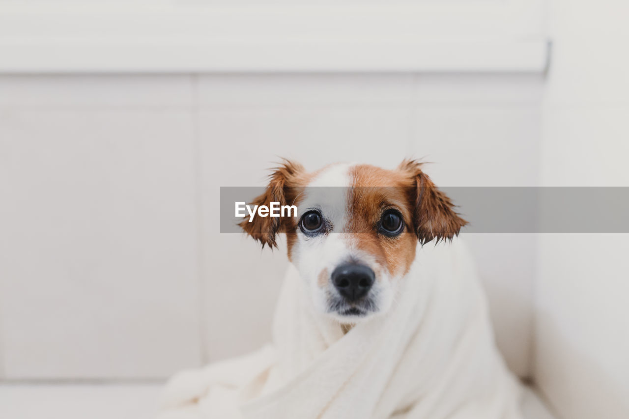 Portrait of dog wrapped in a towel while sitting on floor at home