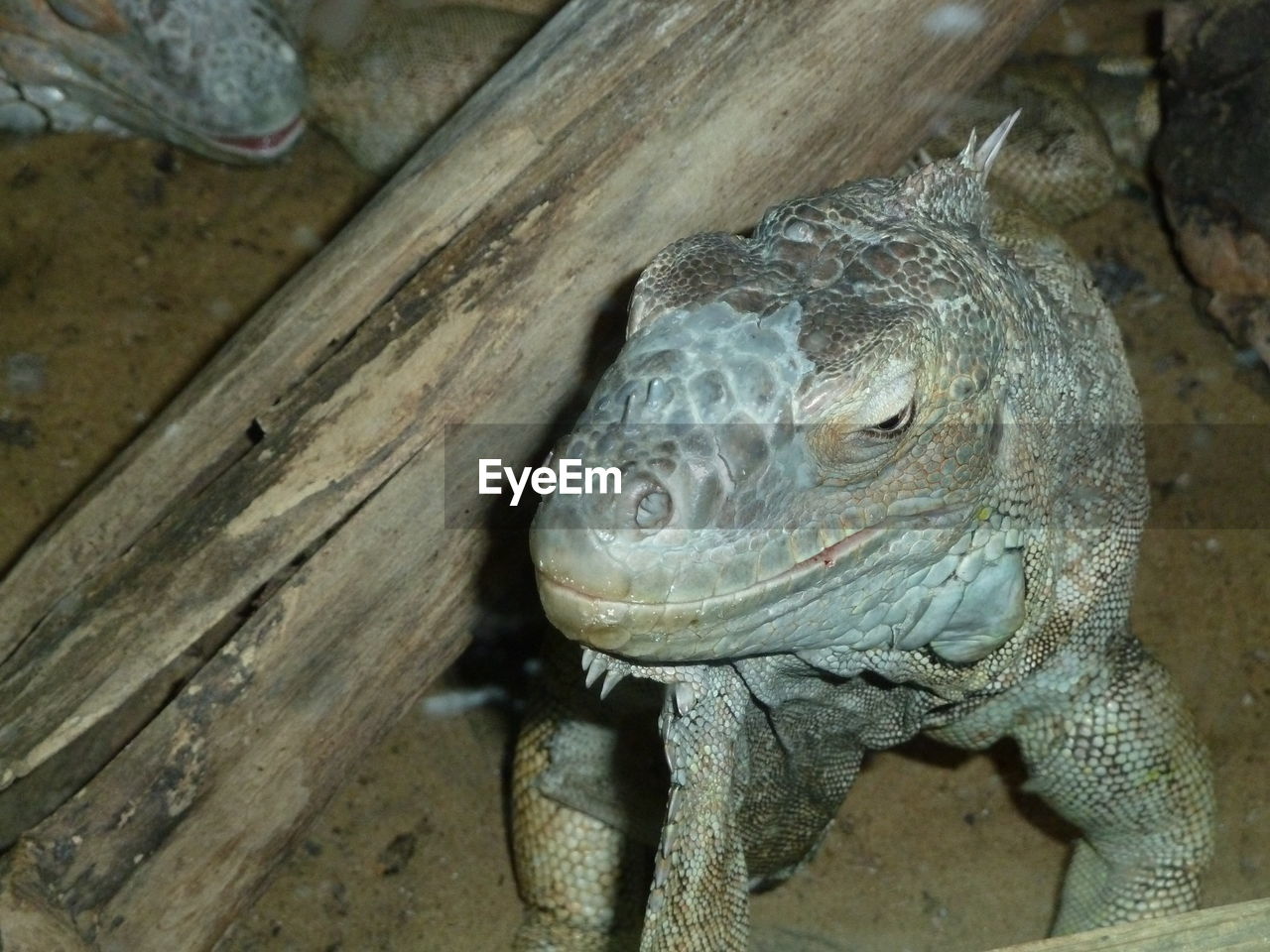 CLOSE-UP OF IGUANA