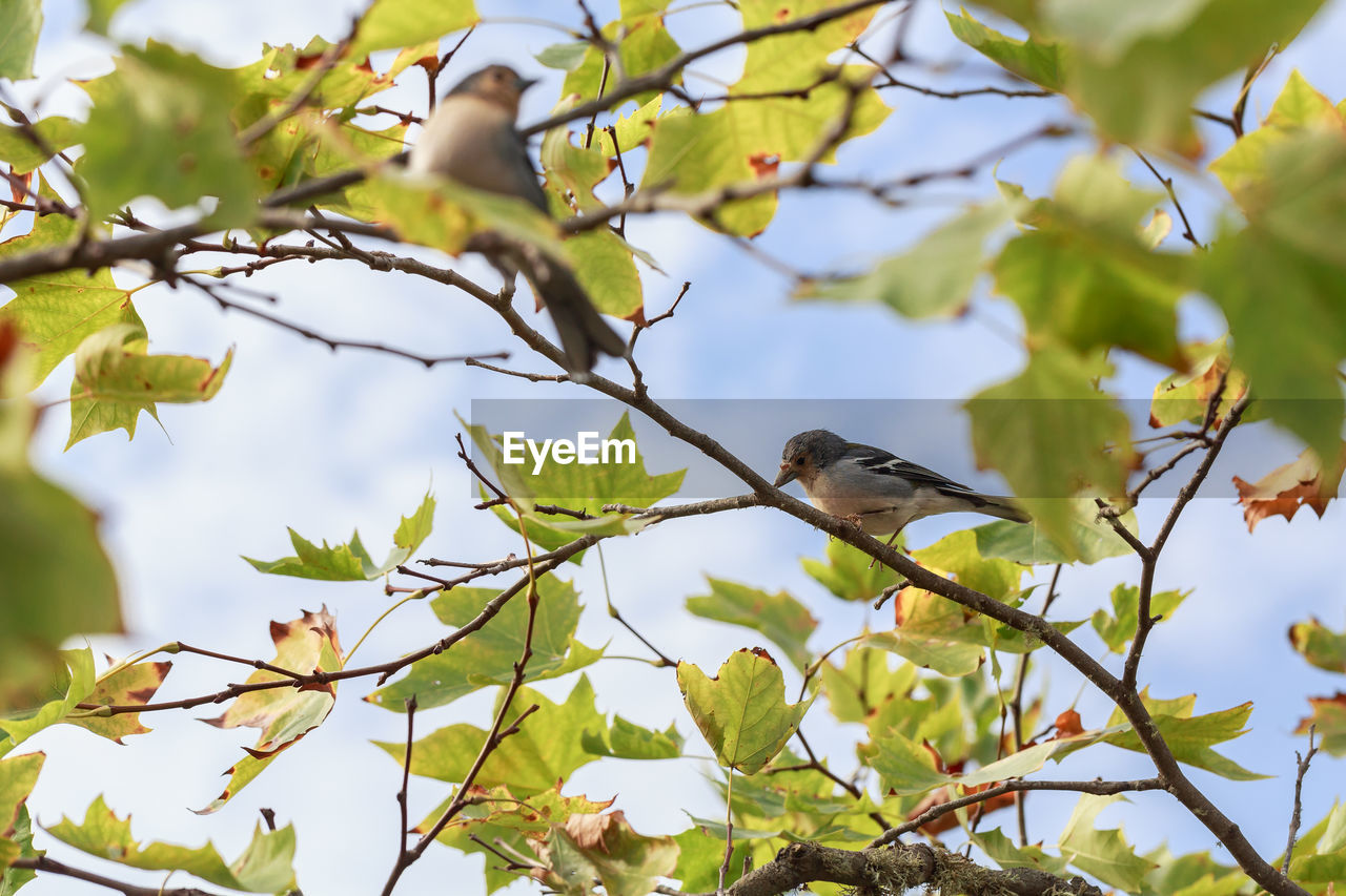 low angle view of bird on tree