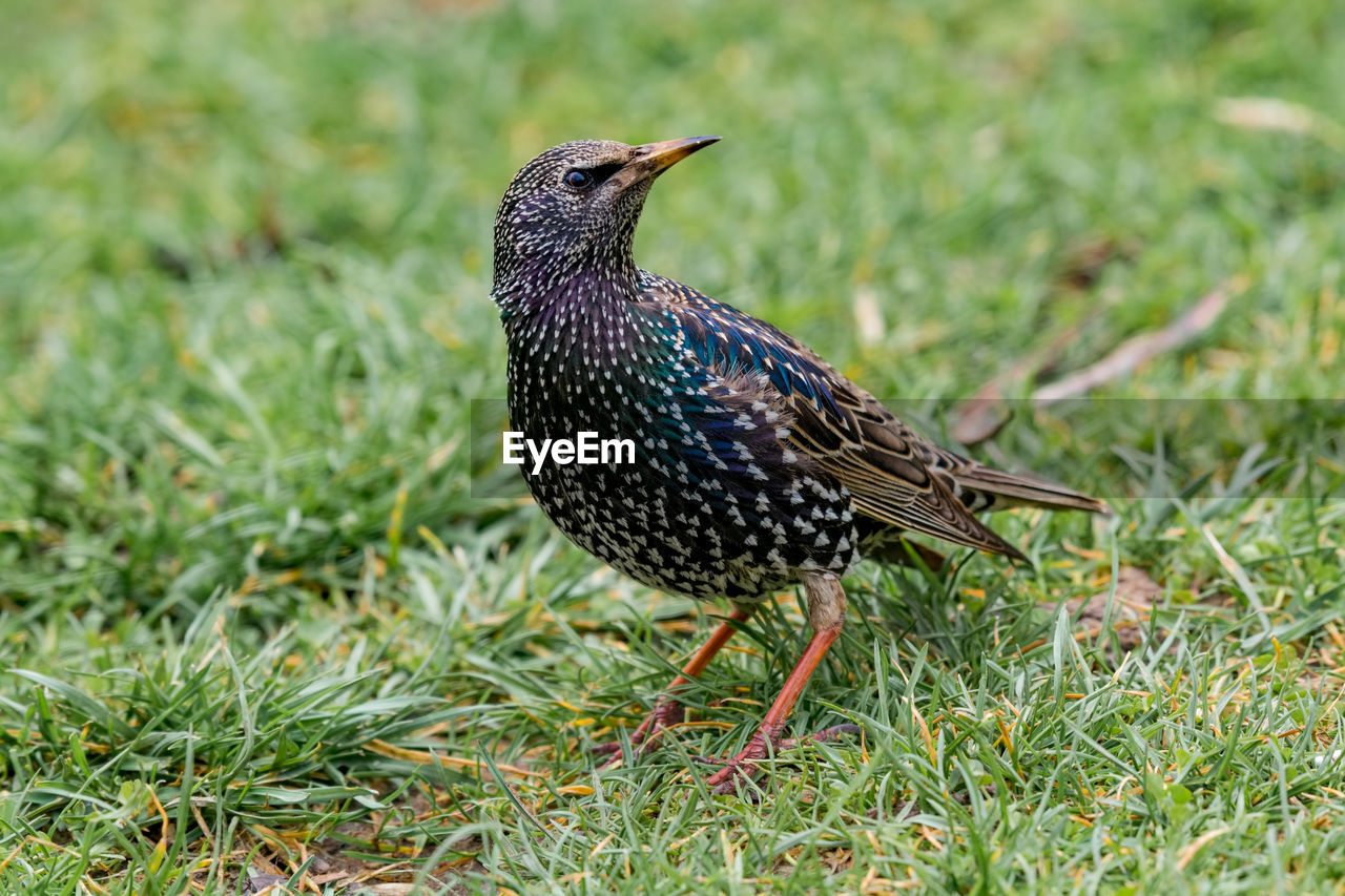 CLOSE-UP OF BIRD PERCHING ON GRASS