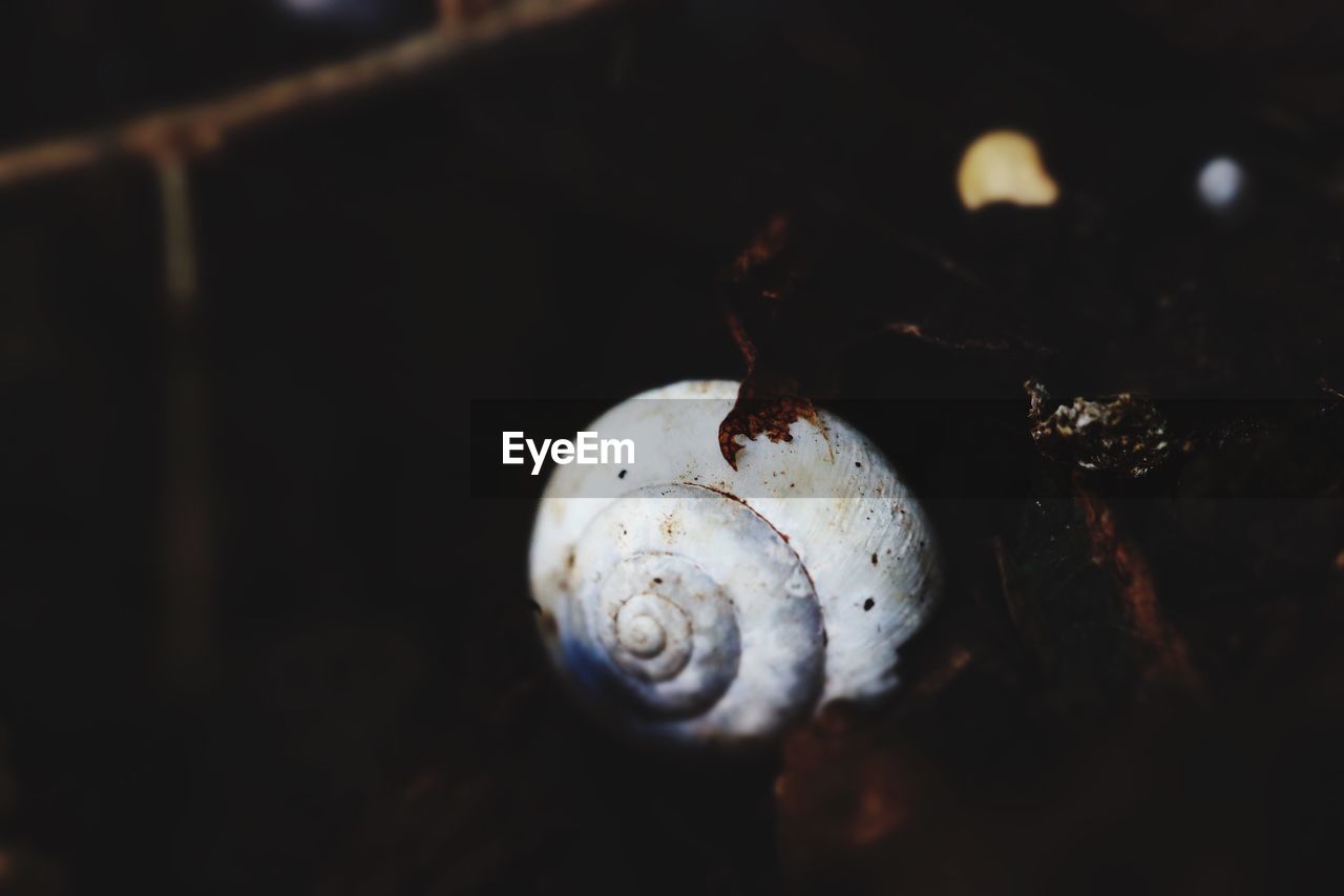 CLOSE-UP OF SNAIL ON GROUND