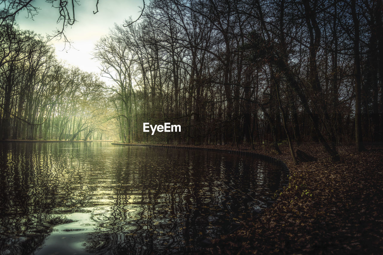 REFLECTION OF TREES IN WATER