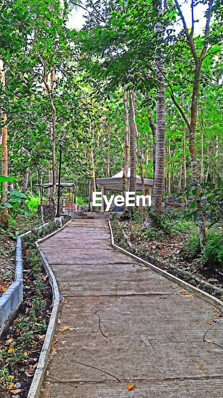 WALKWAY IN FOREST