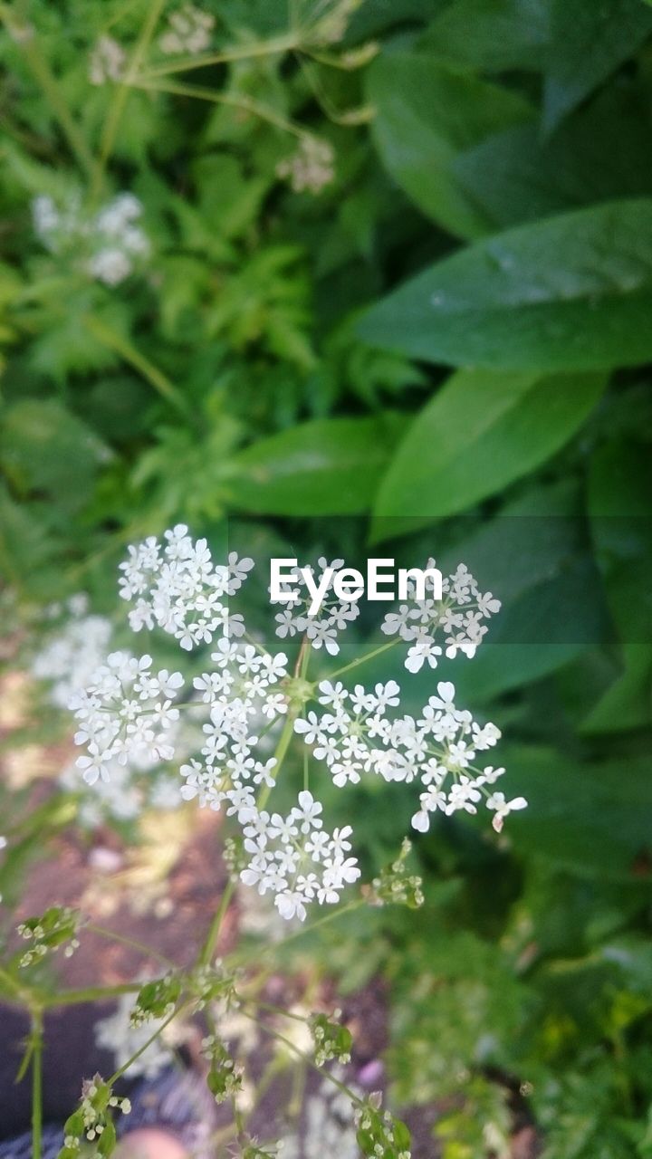 CLOSE-UP OF WHITE FLOWERS BLOOMING OUTDOORS