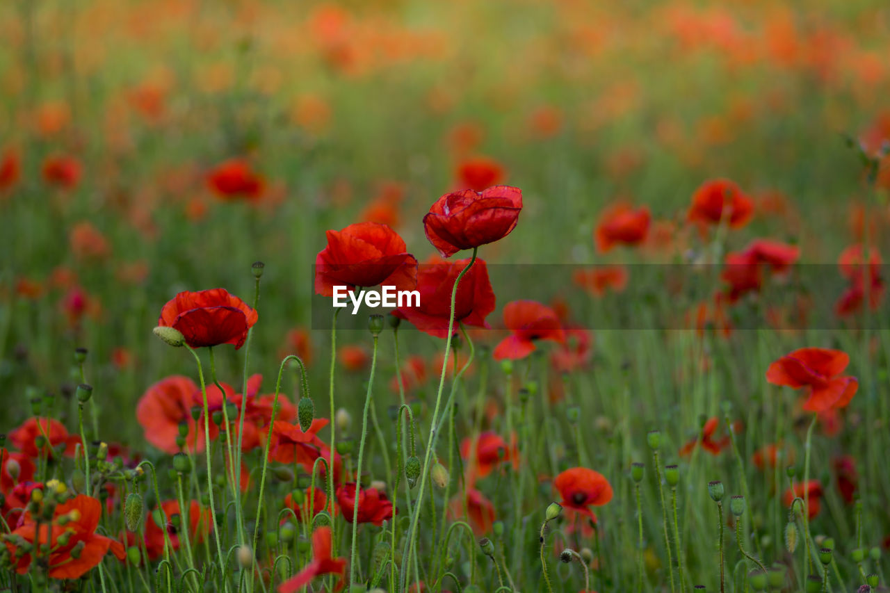 CLOSE-UP OF RED POPPY FLOWERS ON FIELD