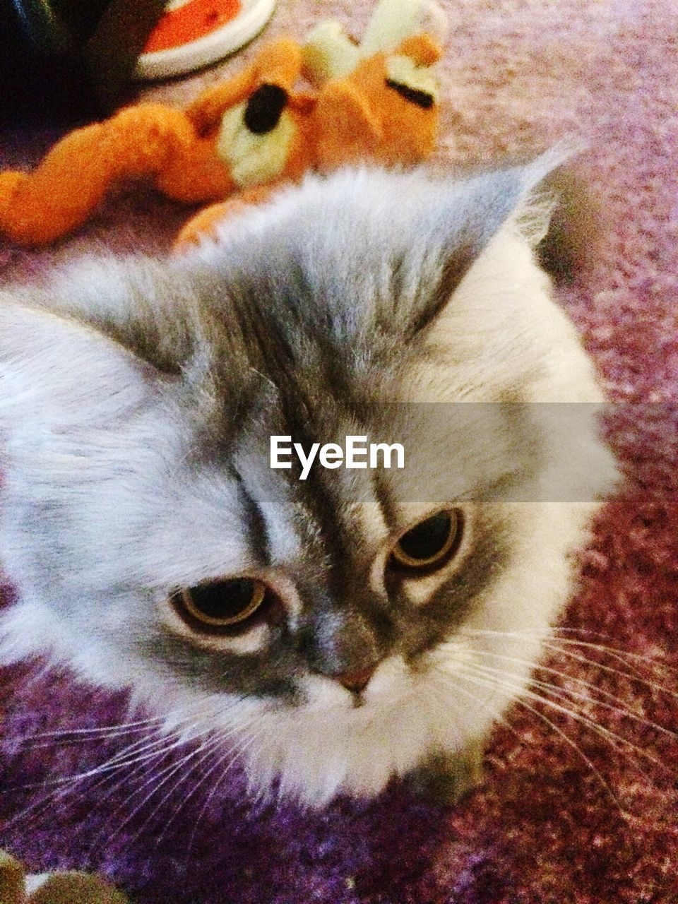 CLOSE-UP PORTRAIT OF CAT LYING ON BED