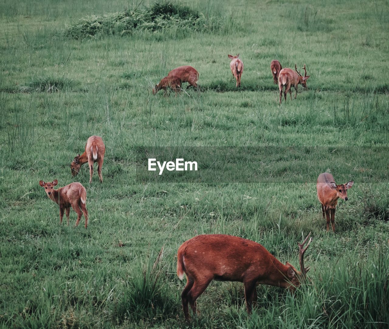 Deer grazing in field