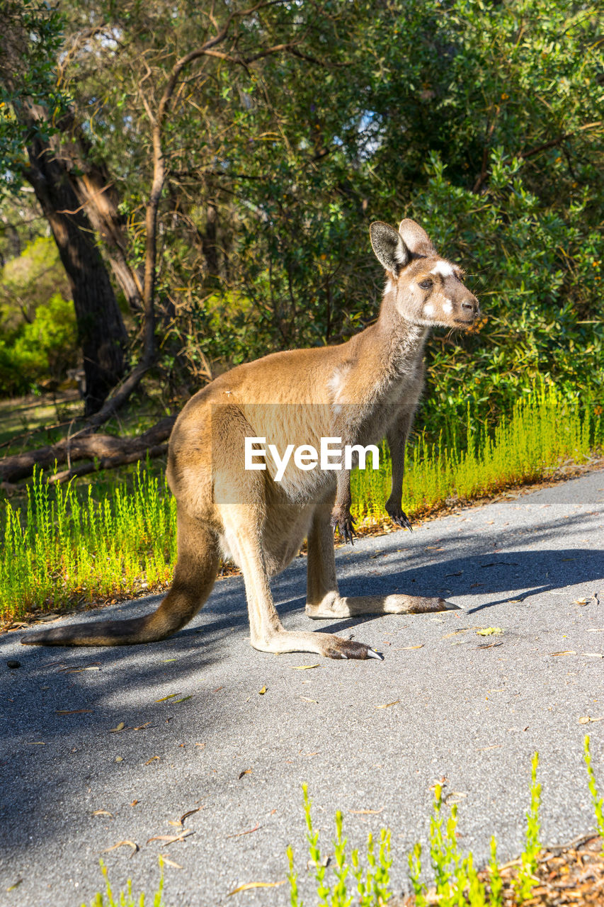 SIDE VIEW OF GIRAFFE STANDING BY ROAD