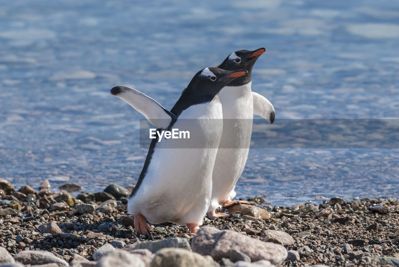 penguin perching on rock