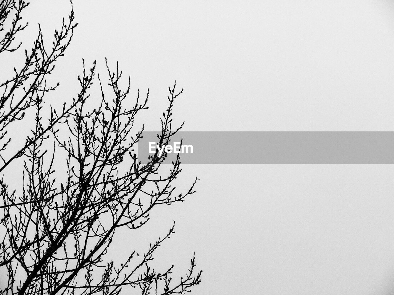 Low angle view of branch against clear sky