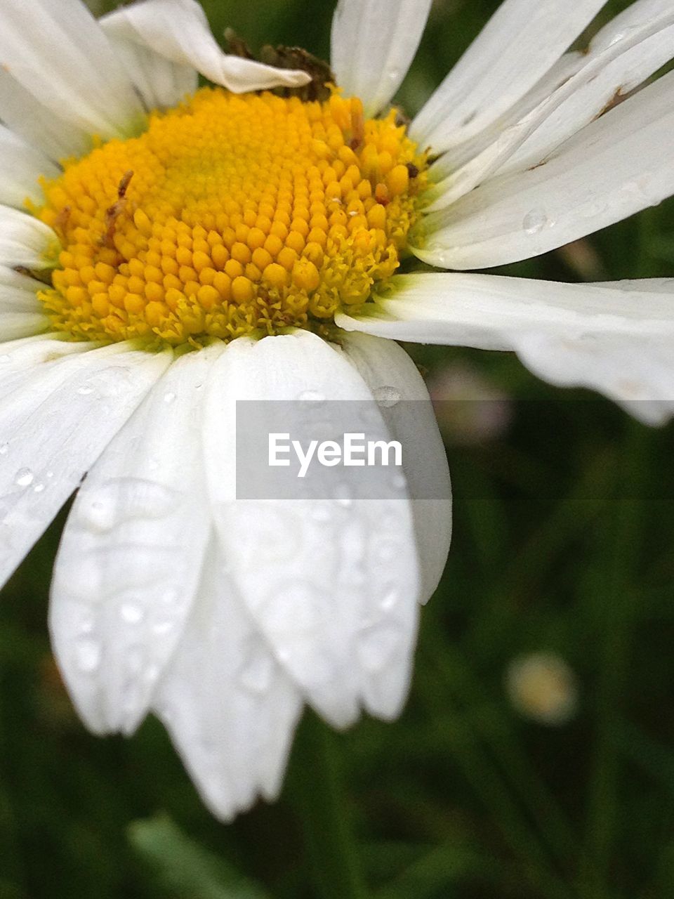 CLOSE-UP OF FLOWER