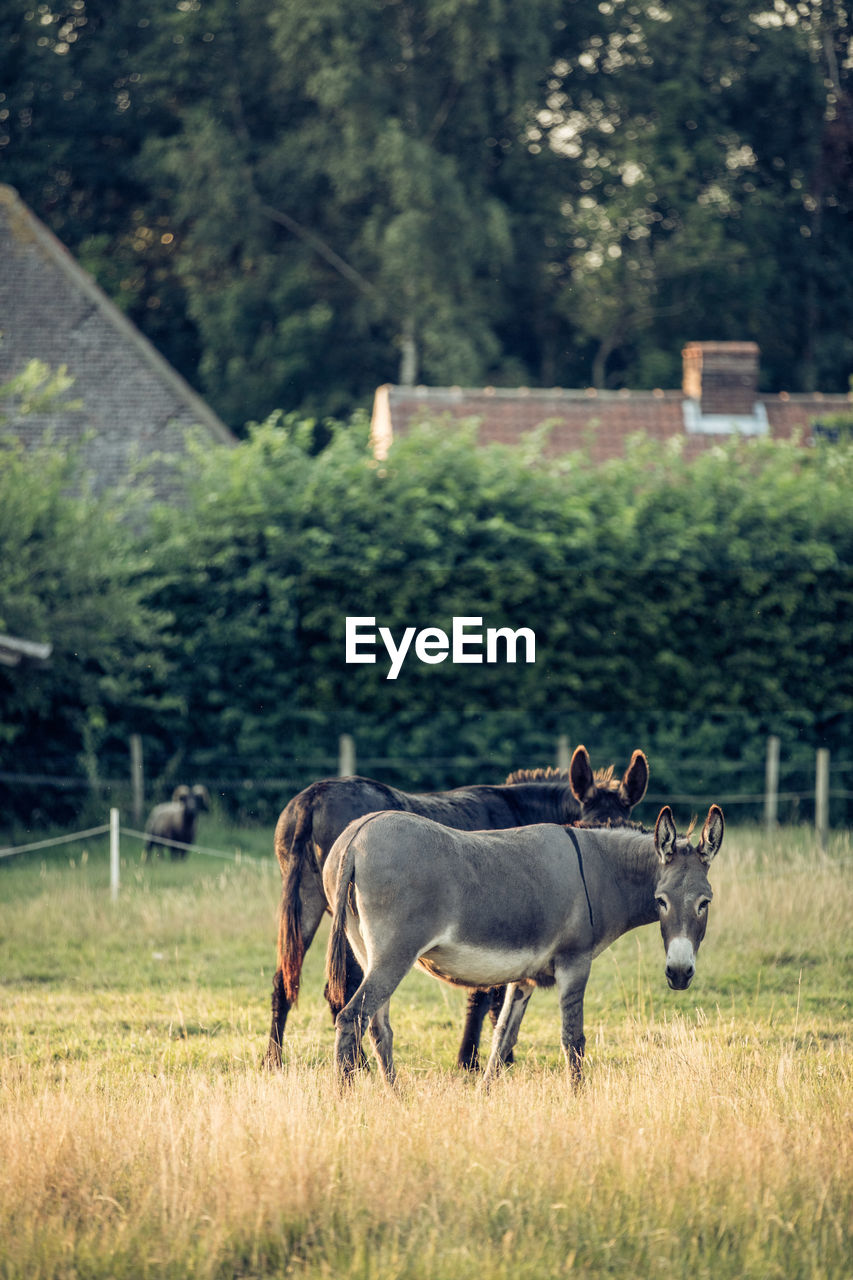 HORSE GRAZING IN A FIELD