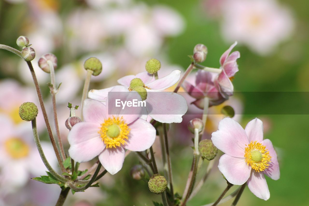 Close-up of pink flowering plant