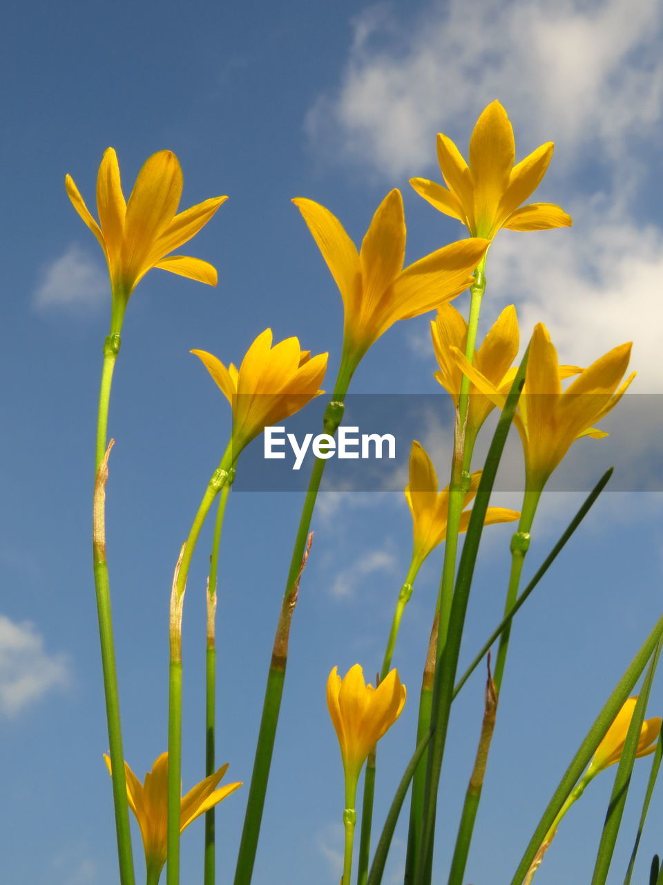 Low angle view of yellow flowering plant against sky