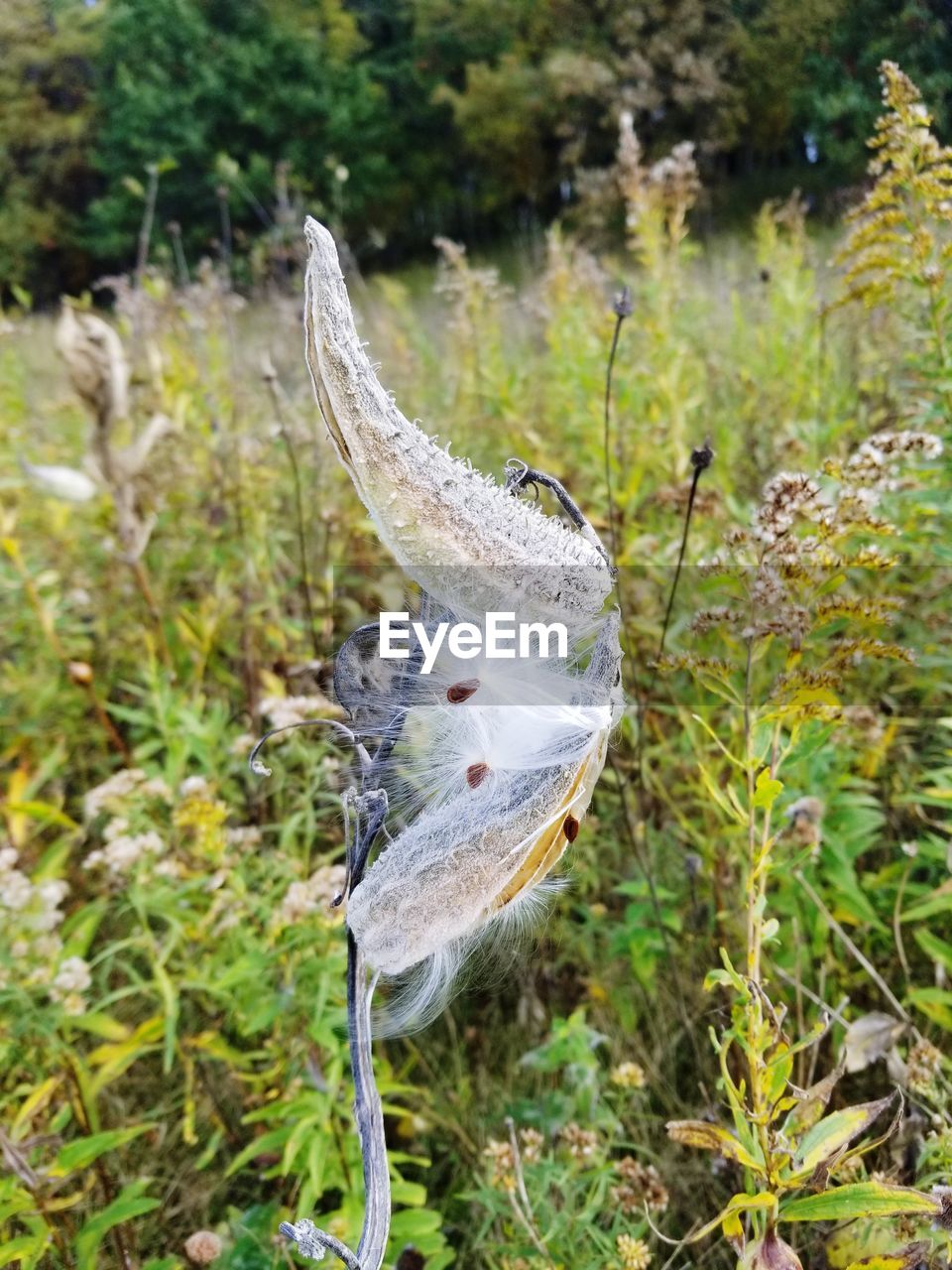 CLOSE-UP OF A BIRD FLYING