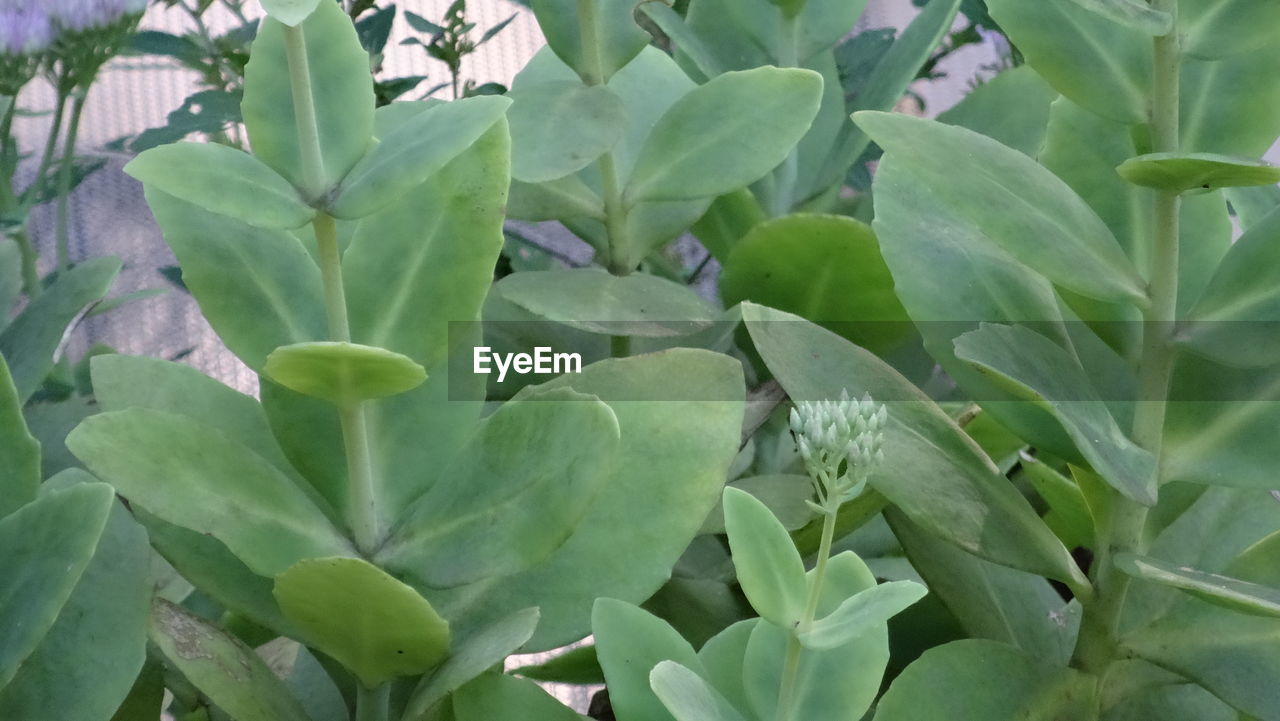 FULL FRAME SHOT OF LEAVES