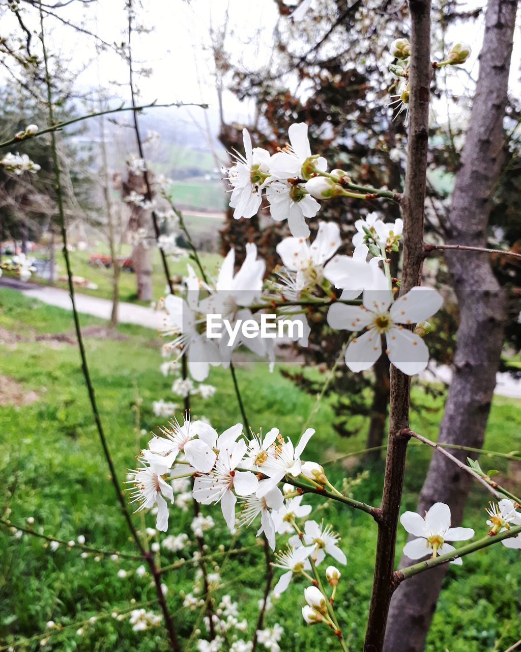 WHITE FLOWERS ON TREE