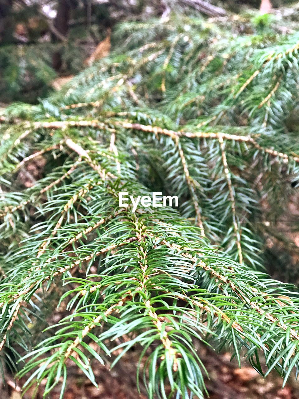 CLOSE-UP OF PINE TREE WITH PLANTS