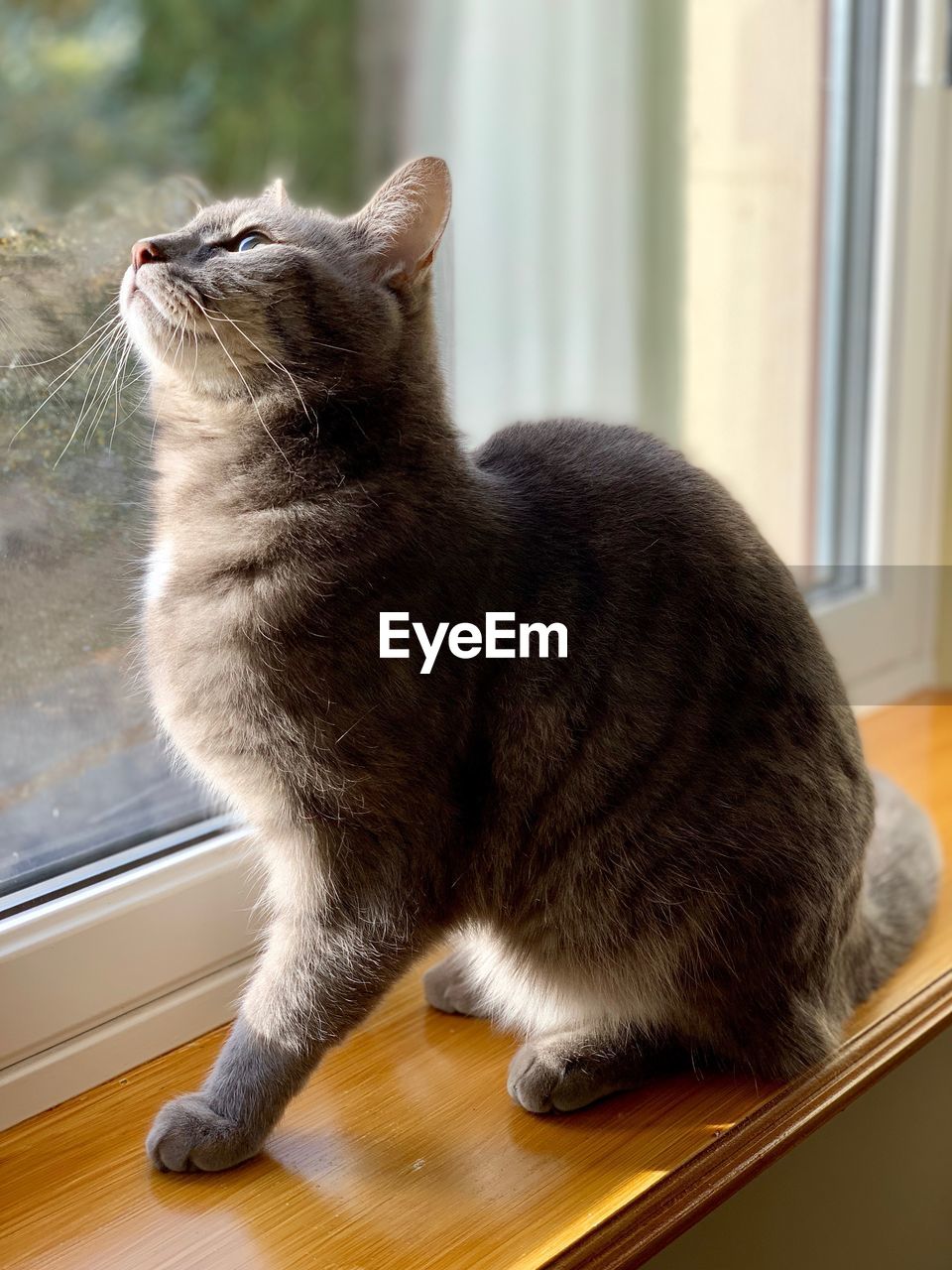 Close-up of cat sitting on window sill at home