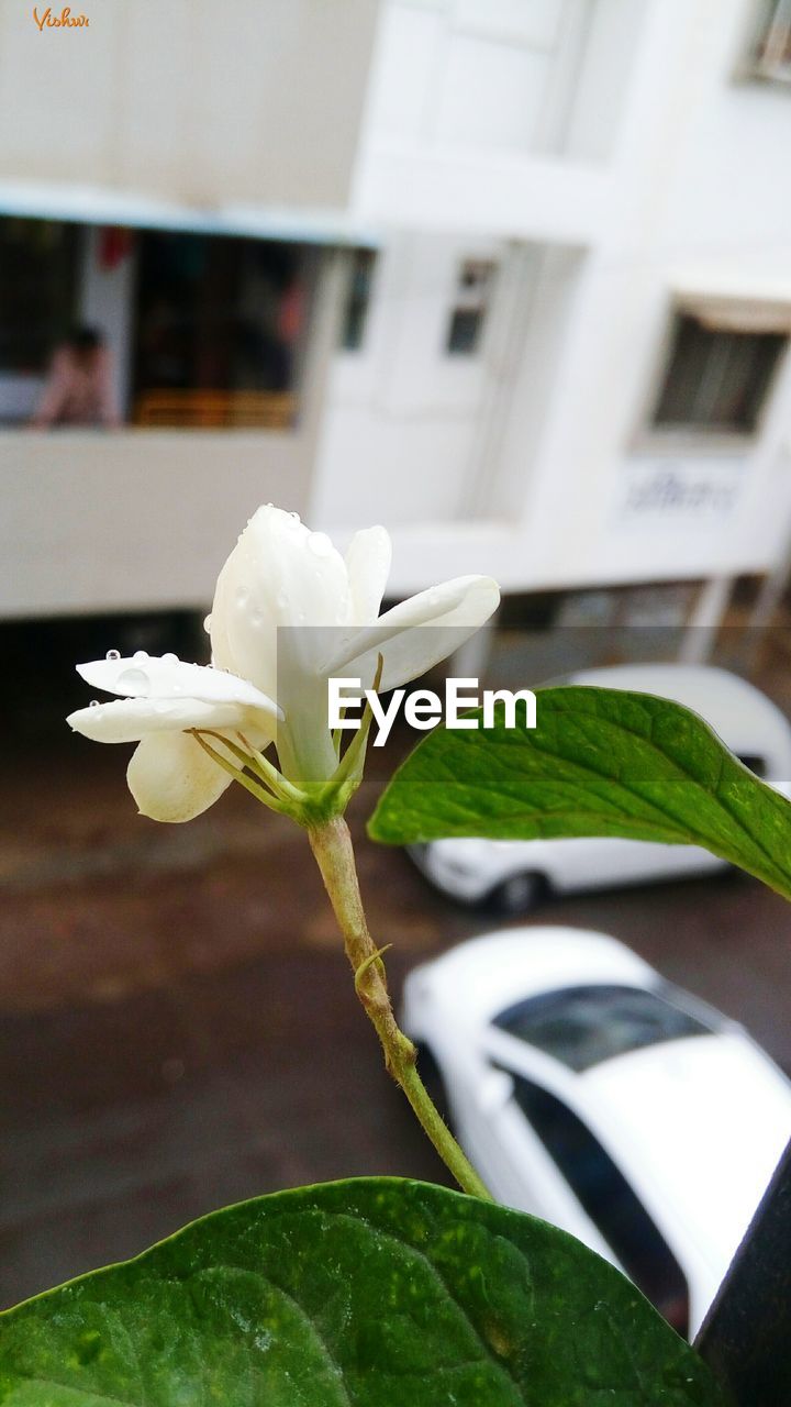 CLOSE-UP OF WHITE FLOWERS BLOOMING