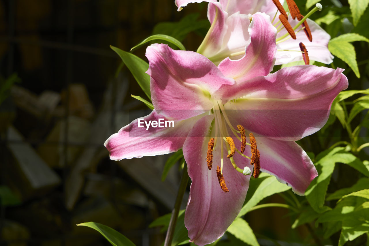 Close-up of pink day lily blooming outdoors