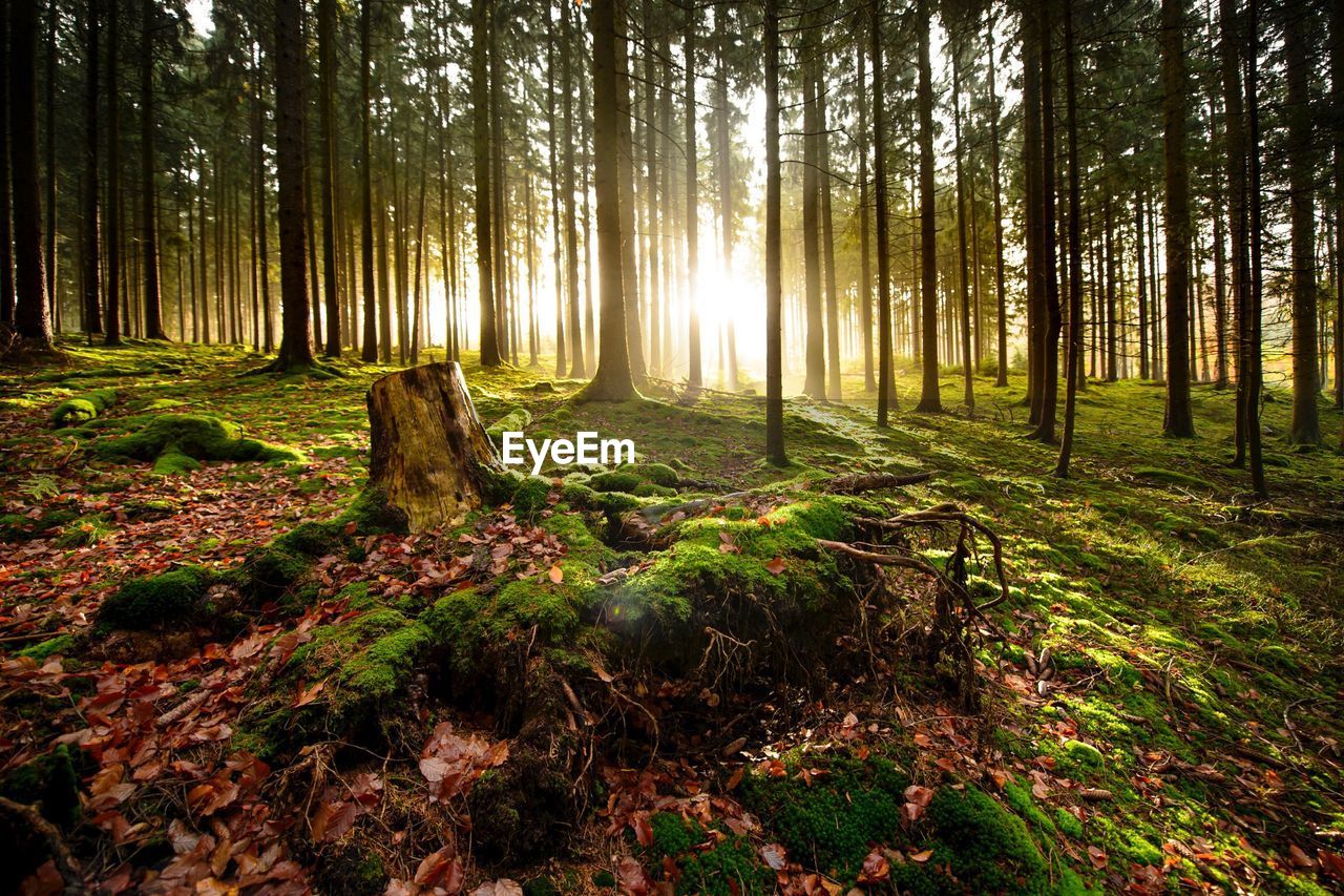 Trees in forest