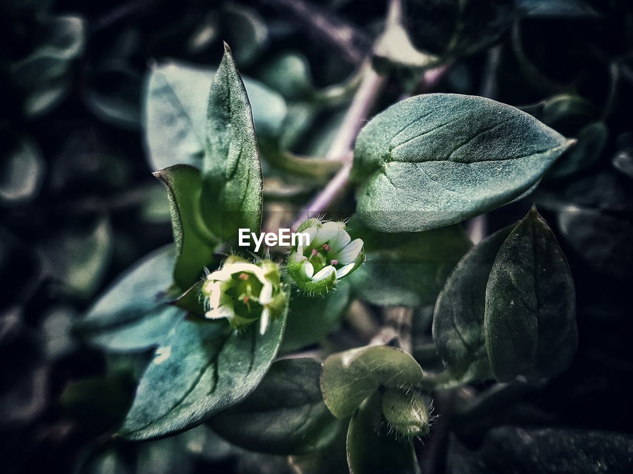 CLOSE-UP OF FRESH GREEN PLANT IN BLOOM