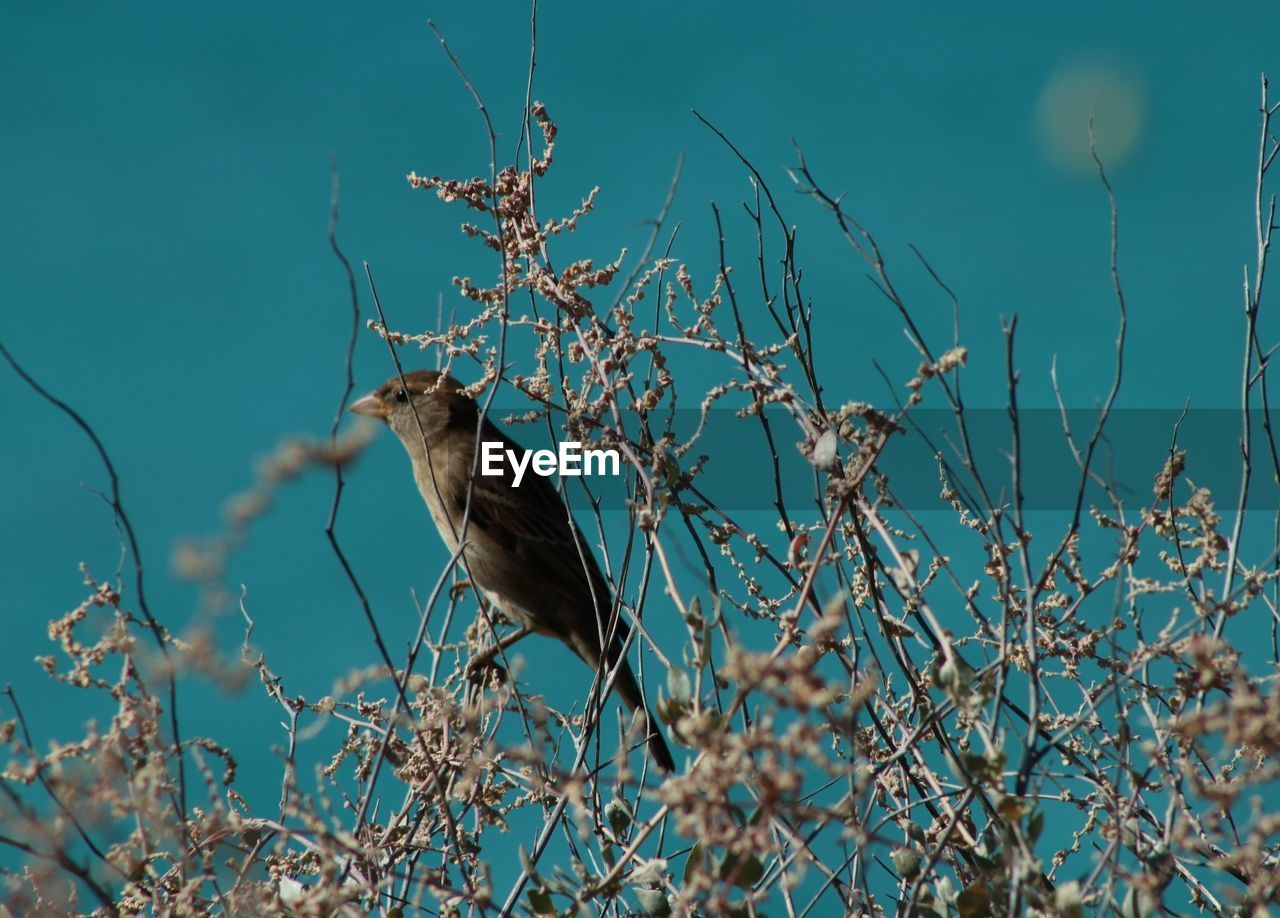 BIRD PERCHING ON TREE