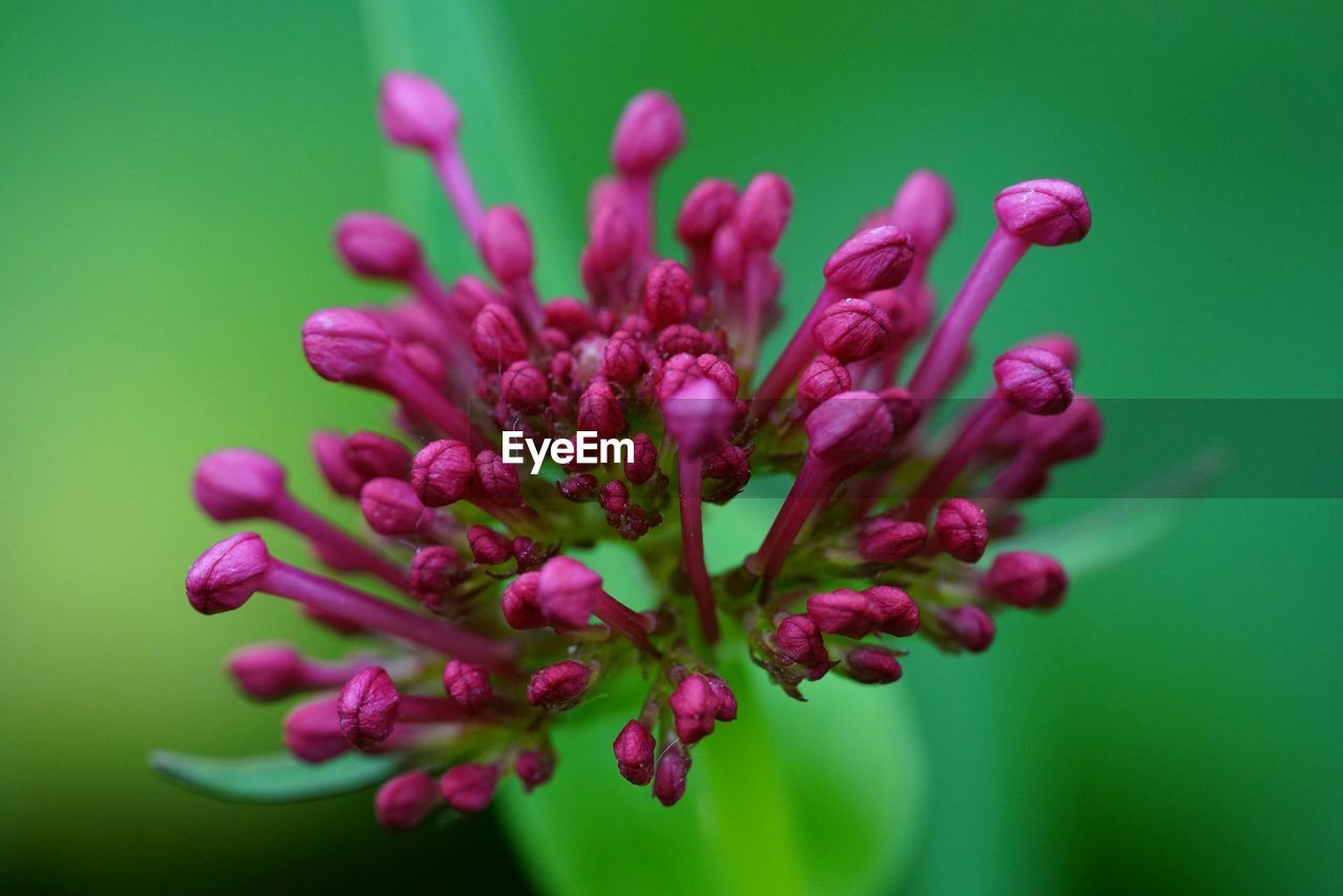 Close-up of purple flower