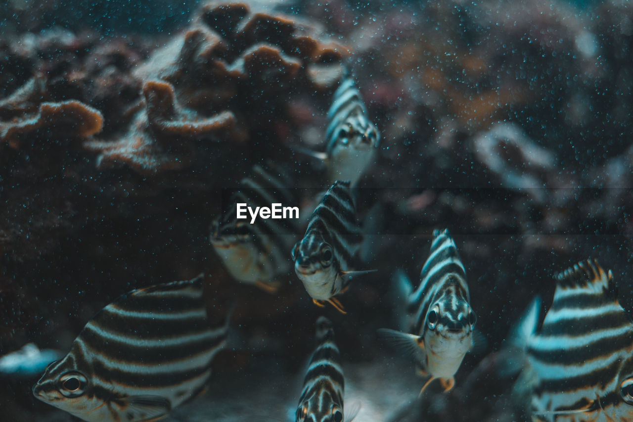 Close-up of fishes swimming in aquarium