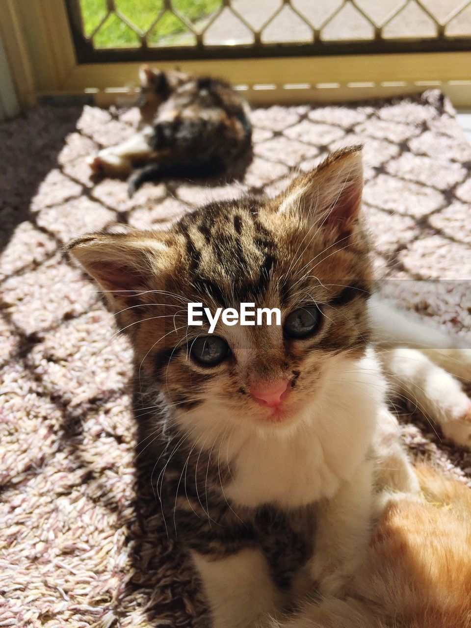 Cats lying on rug at home