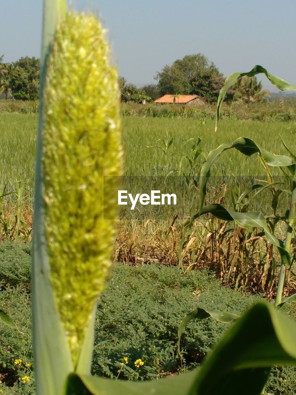 CLOSE-UP OF PLANTS ON FIELD AGAINST SKY