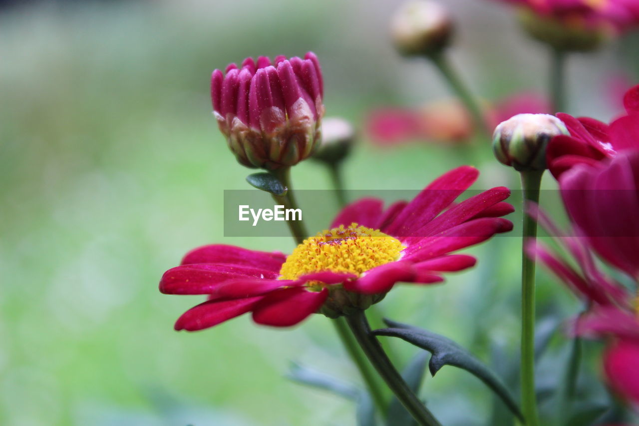 CLOSE-UP OF RED FLOWERS